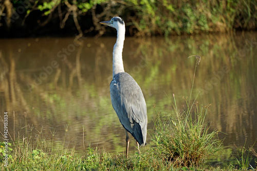 grey heron in yala national park