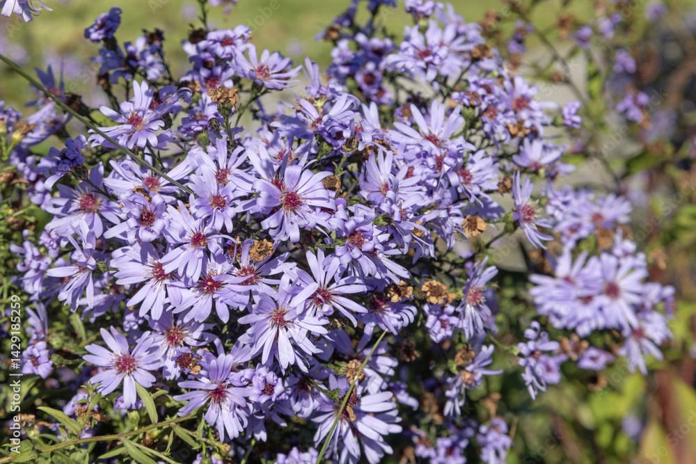 Obraz premium Gros plan de fleurs d'aster bleues