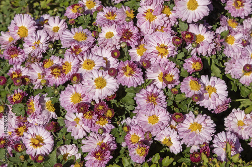 Chrysanthemum morifolium