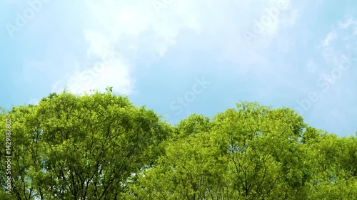 空と樹木