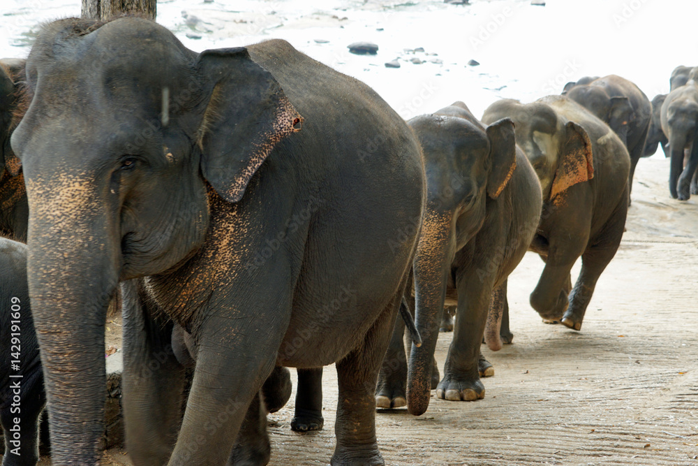 Fototapeta premium elephant river bathing in pinawala