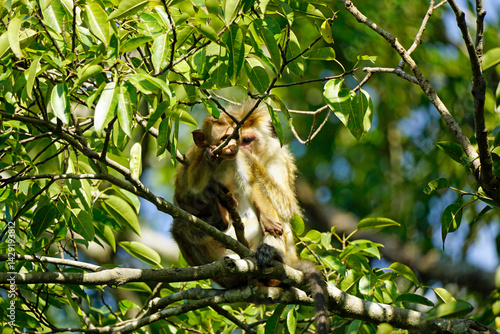 Photography macaque monkey in the tree on a safari in sri lanka