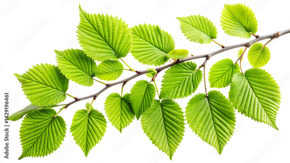 fresh green leaves on a branch isolated on white background PNG fresh green leaves on a branch isolated on white background PNG