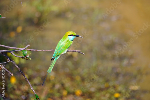 emerald bee-eater bird in yala natinal park