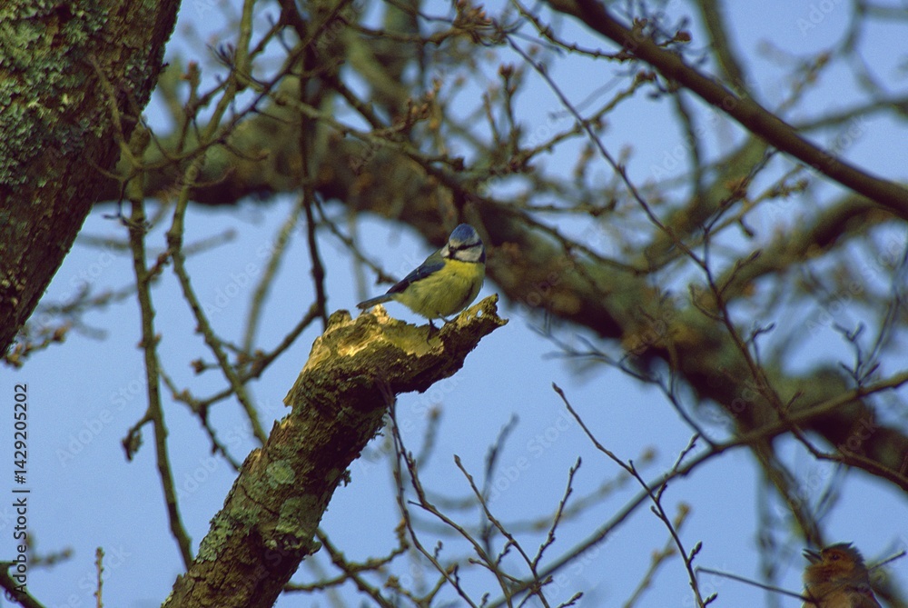 Mésange bleue .