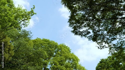 森から見上げる空