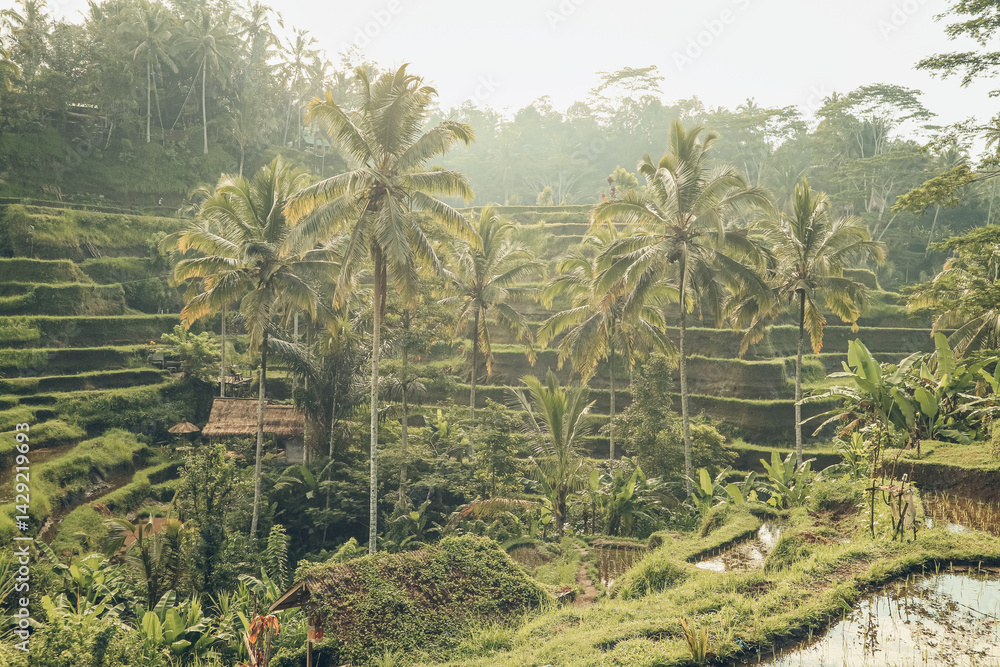 Obraz premium Tegalalang Rice Terrace at sunrise