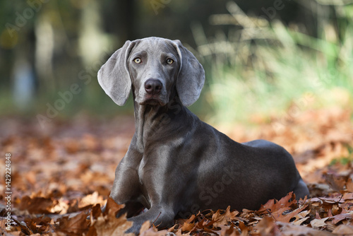 Canvastavla young weimaraner