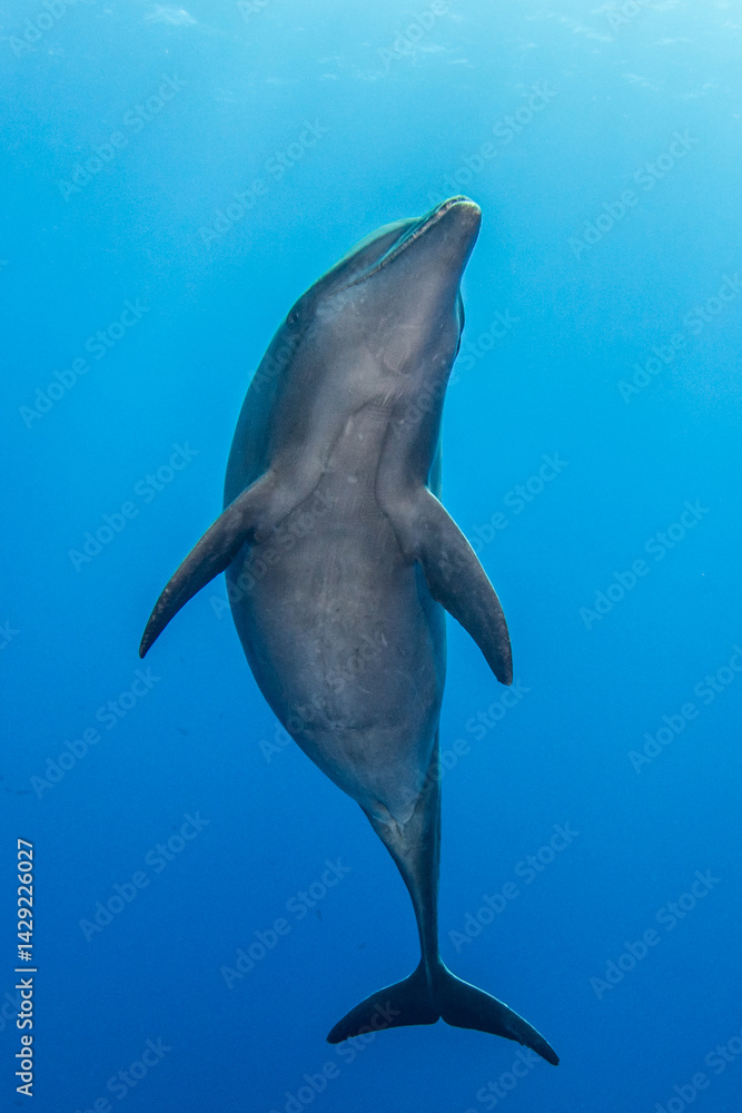 Fototapeta premium Dolphin in the blue