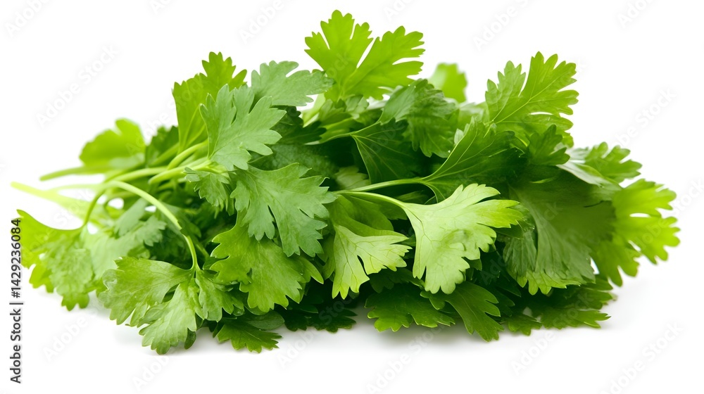 Fresh Coriander Leaves Isolated on a White Background for Cooking Fresh Coriander Leaves Isolated on a White Background for Cooking