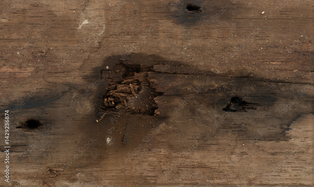 Wood surface showing signs of damage and wear from insects and decay in rustic setting