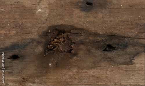 Obraz na płótnie Wood surface showing signs of damage and wear from insects and decay in rustic setting w salonie