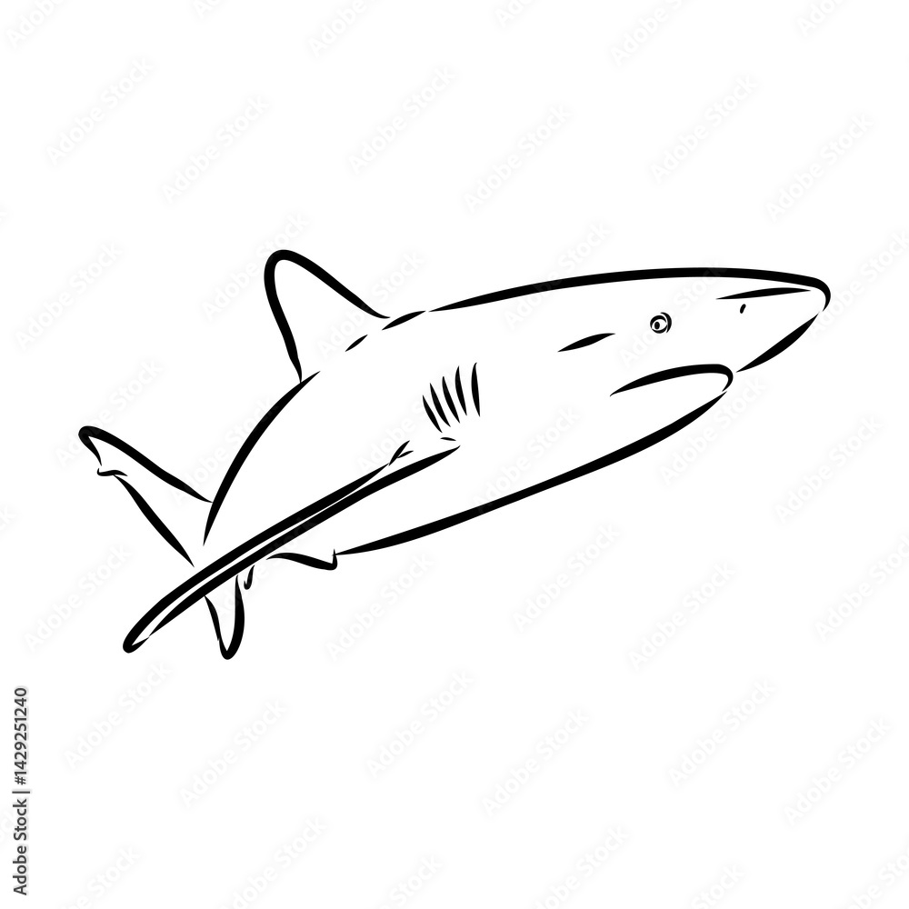 Fototapeta premium great white shark drawn in ink freehand sketch logo