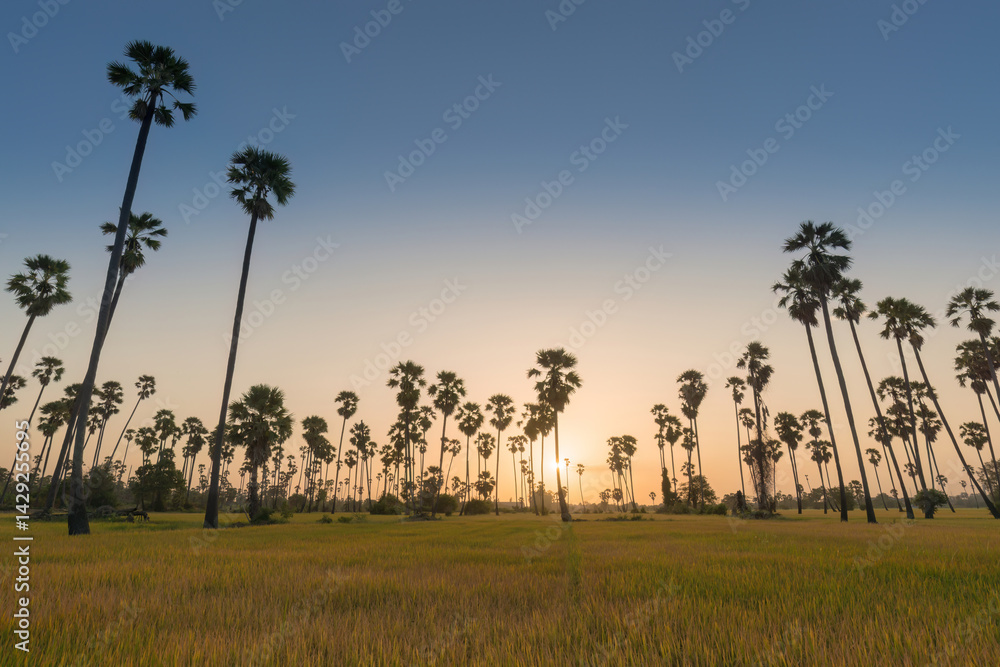 Obraz premium Sugar palm trees in rice field at sunrise, tropical landscape and agricultural tourism concept in Thailand