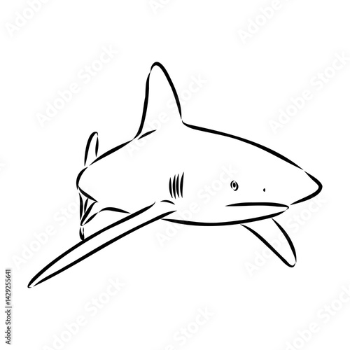 great white shark drawn in ink freehand sketch logo