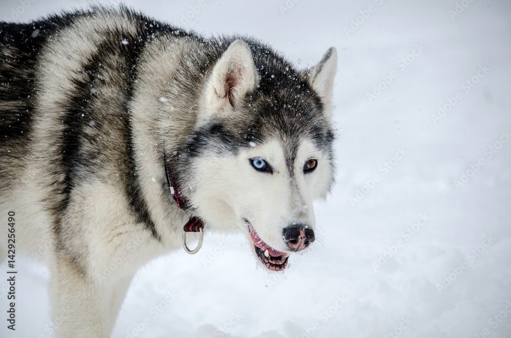 Siberian husky stands in snowy environment, showcasing striking blue eyes. Snowflakes gently fall, adding texture to pure white background. Dogs fur shines under diffused winter light Siberian husky stands in snowy environment, showcasing striking blue eyes. Snowflakes gently fall, adding texture to pure white background. Dogs fur shines under diffused winter light
