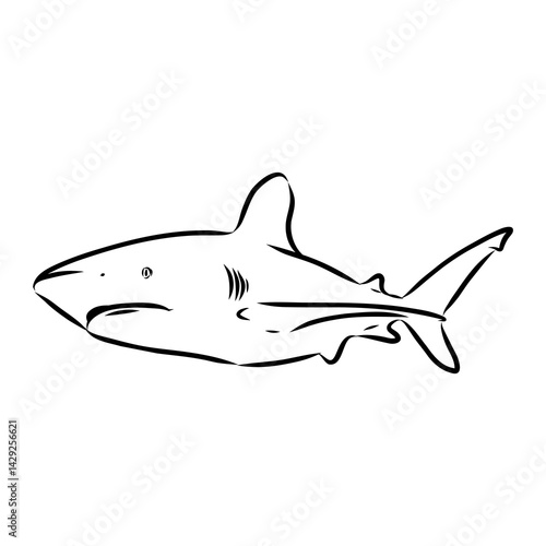 great white shark drawn in ink freehand sketch logo