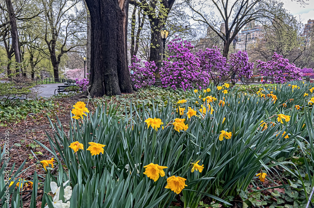 Central Park in spring