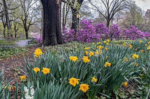 Obraz na płótnie Central Park in spring w salonie