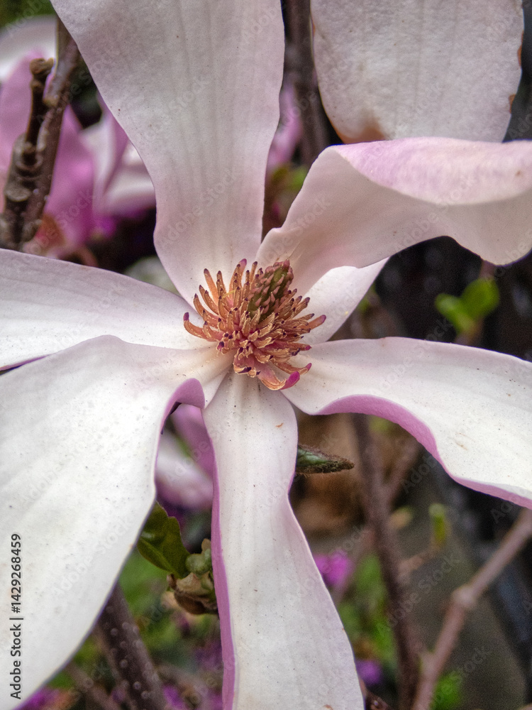 Magnolia tree in bloom in early spring