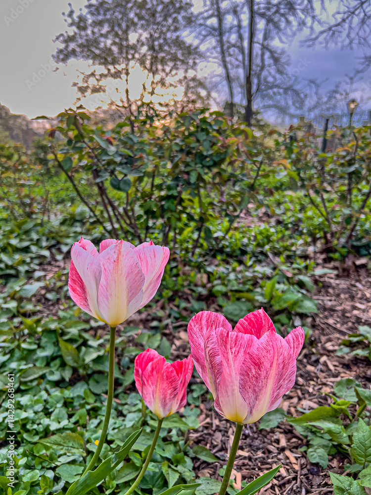 Tulip in bloom, early spring