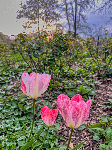 Obraz na płótnie Tulip in bloom, early spring w salonie