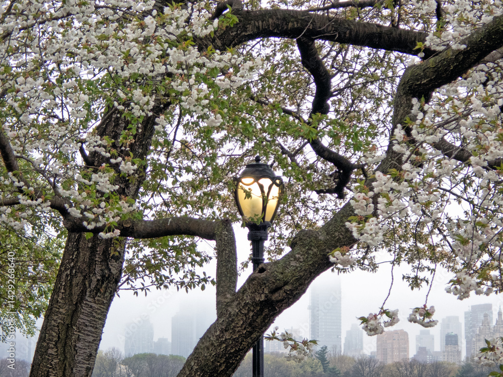 Central Park in spring