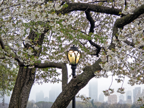 Central Park in spring