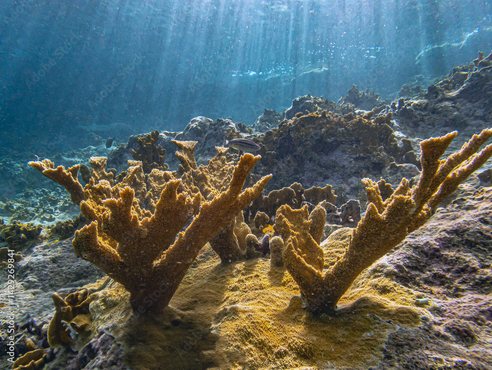 Elkhorn coral ,Acropora palmata
