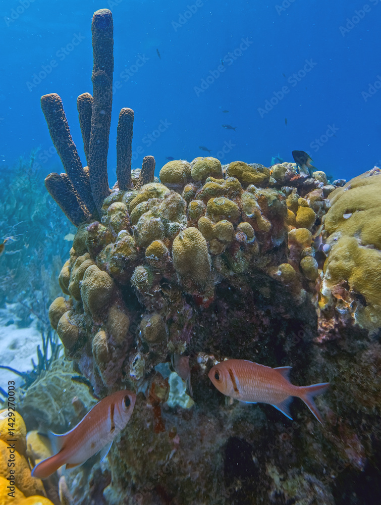 branching vase sponge,Callyspongia ,Cladochalina, aculeata
