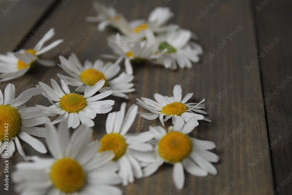 Obraz premium Close-up of a daisy flower on a blue background