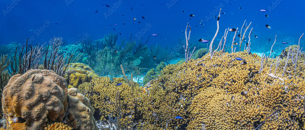 Caribbean coral garden, Bonaire