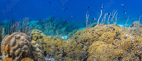 Obraz na płótnie Caribbean coral garden, Bonaire w salonie