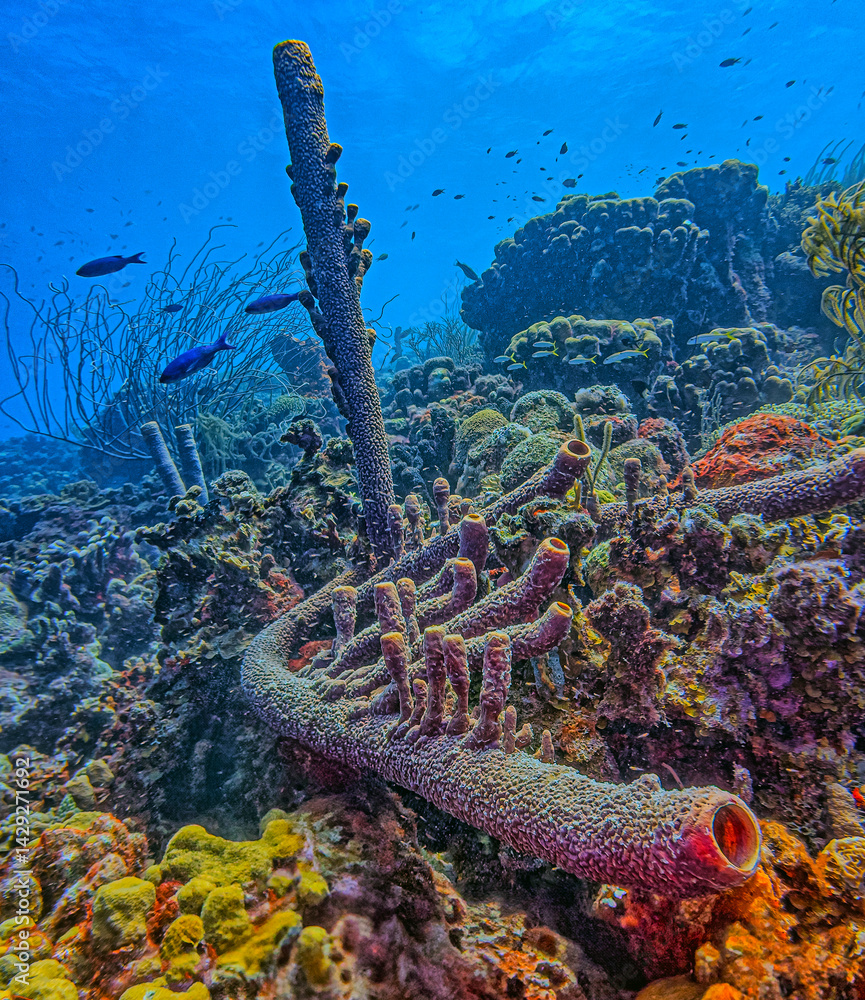 branching vase sponge,Callyspongia ,Cladochalina, aculeata