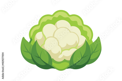 vector illustration of a green cauliflower