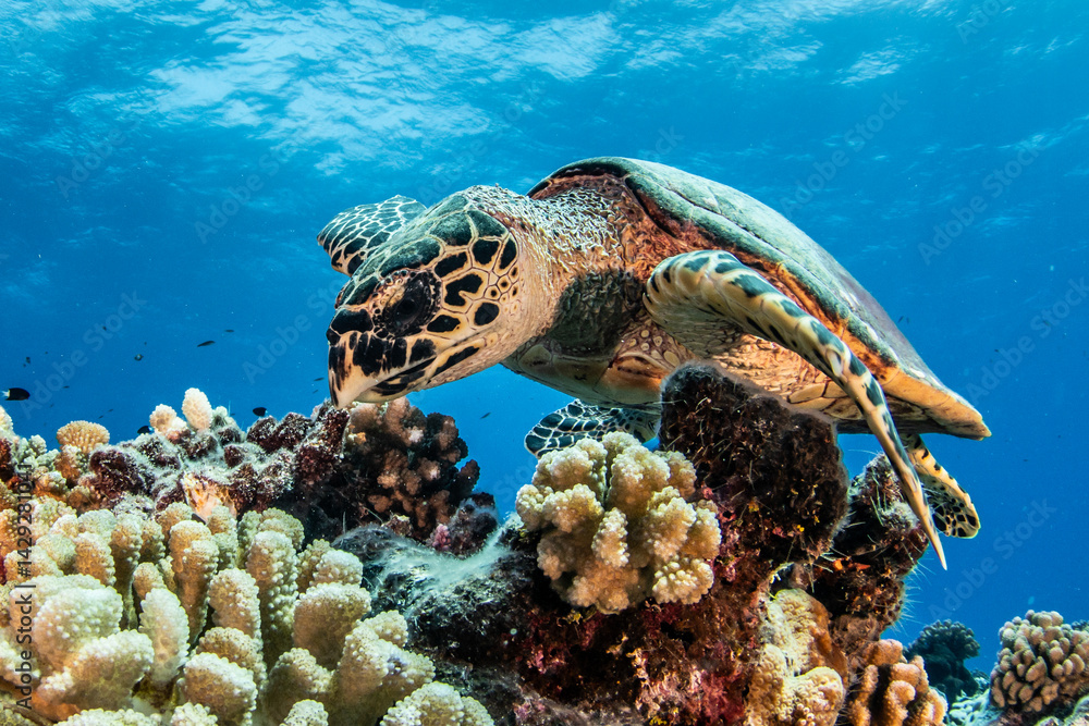 Fototapeta premium Sea turtle on the reef