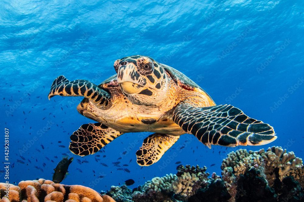 Obraz premium Sea turtle on the reef