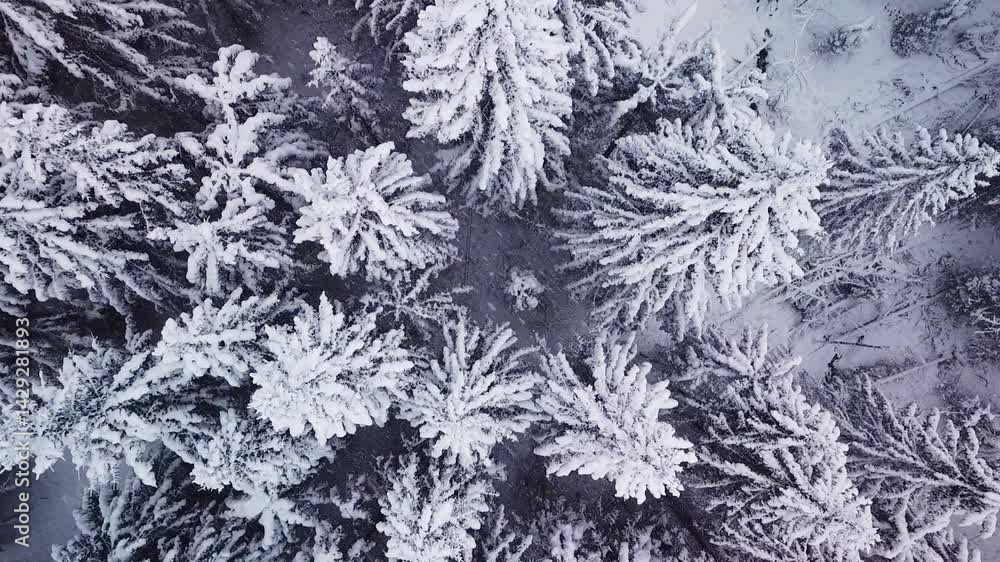 Mountain forest in November snow, top-down drone clip closely above the canopy, Austria Mountain forest in November snow, top-down drone clip closely above the canopy, Austria