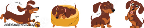 A lively dachshund engages in playful activities, including running with a ball, resting in a cozy bed, and posing for attention