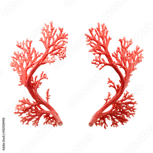 Red coral branch illustration set, two sea coral silhouettes isolated on white background, marine reef clipart for ocean design, logo, icon, banner and packaging