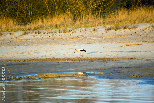 Bocian z rybą w dziobie na plaży na brzegu morza.