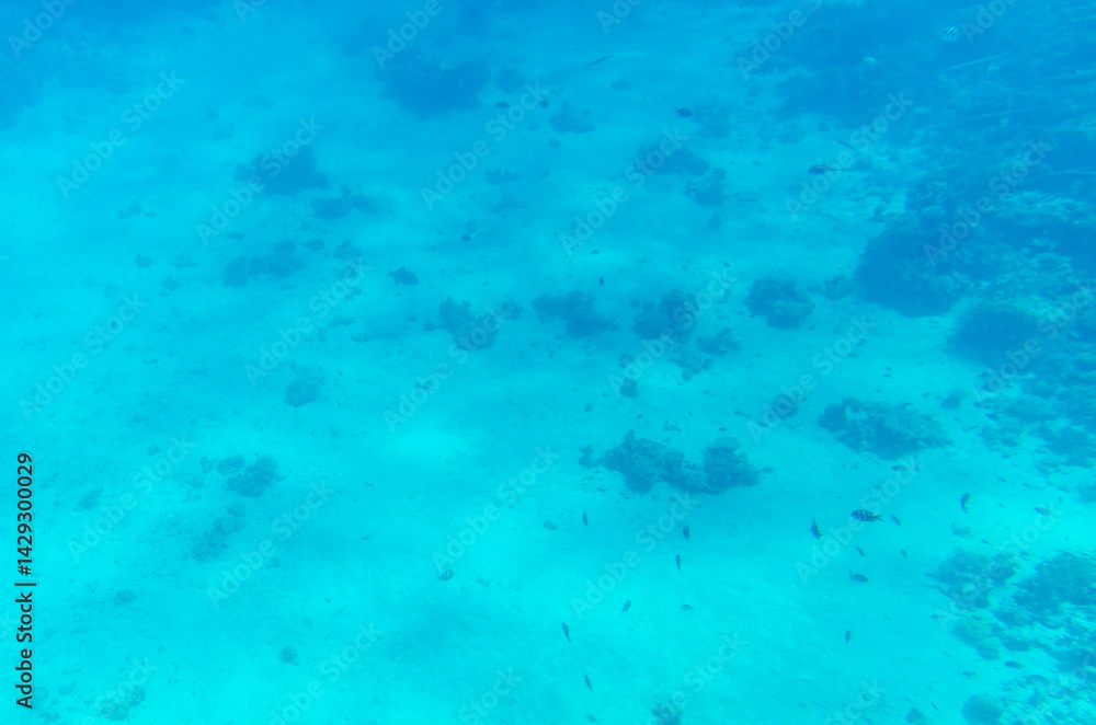 Vast ocean floor captured in serene blue tones under clear water. Sparse marine life and sand patches visible. Ambient sunlight filtered through water enhances tranquil scene Vast ocean floor captured in serene blue tones under clear water. Sparse marine life and sand patches visible. Ambient sunlight filtered through water enhances tranquil scene