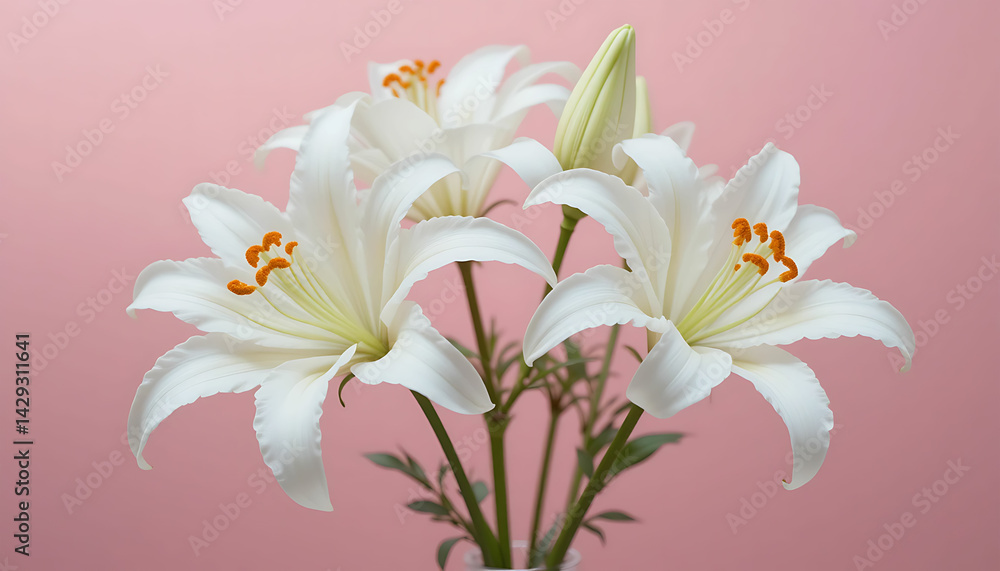 Obraz premium A bouquet of white lilies with orange stamens against a soft pink background in a studio setting