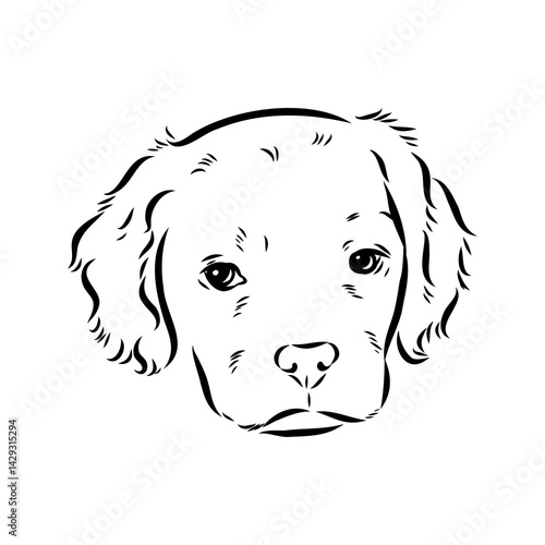 spanish breton dog Breton epagnole dog, vector sketch