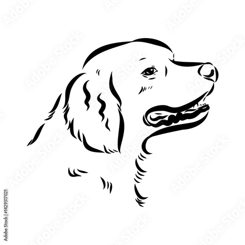 spanish breton dog Breton epagnole dog, vector sketch