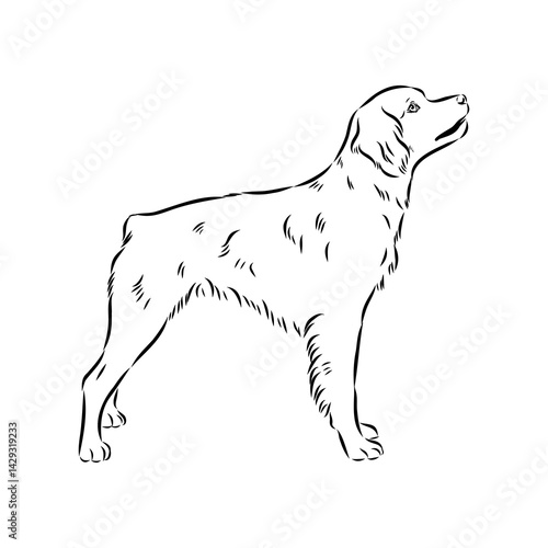 spanish breton dog Breton epagnole dog, vector sketch