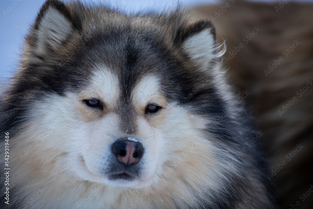 Portrait of a siberian husky Portrait of a siberian husky