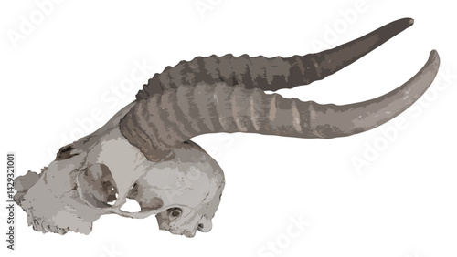 Skull with horn