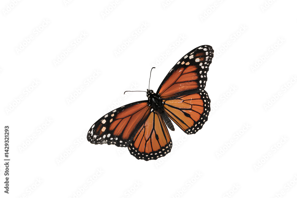 Obraz premium Butterfly flying with colorful wings isolated on transparent background, wildlife beautiful fauna insect of freedom