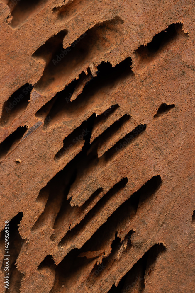 Black holes from termites